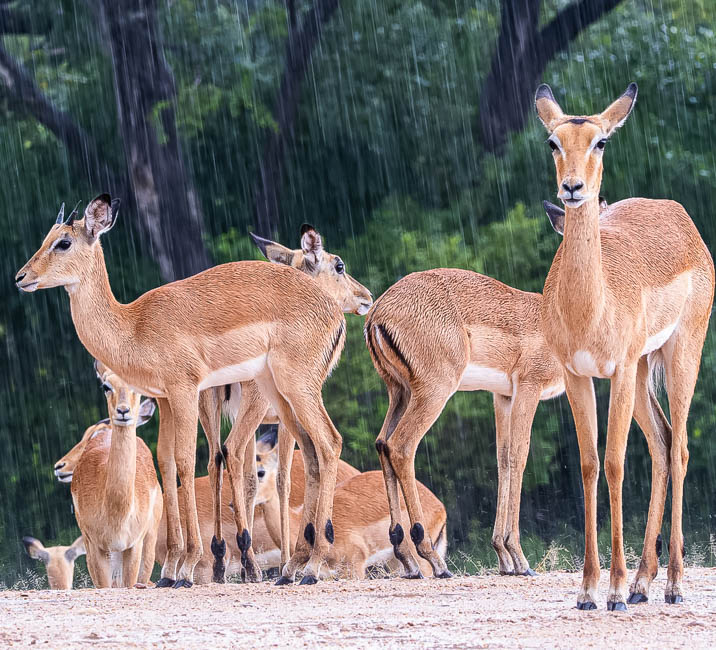 Wildlife image from South Luangwa by Mike White