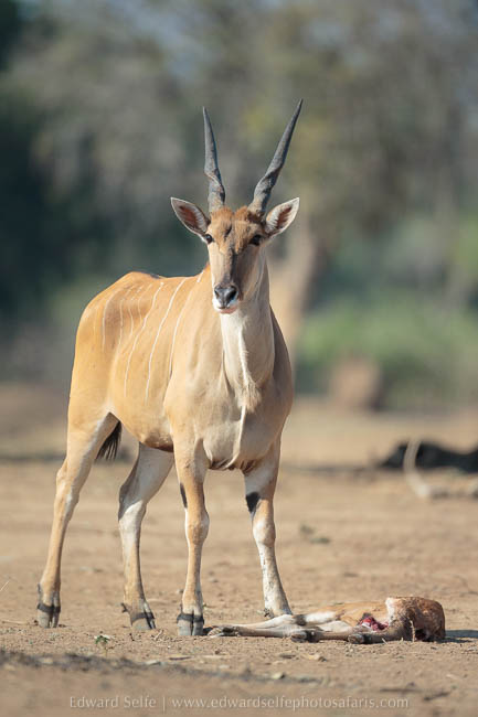 Wildlife image from photo safari with edward selfe safaris.