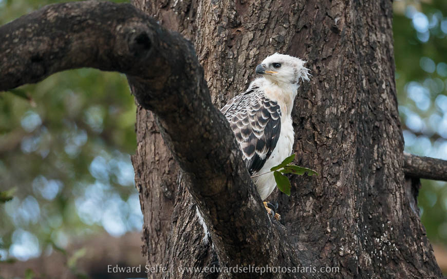 Wildlife image from photo safari with edward selfe.