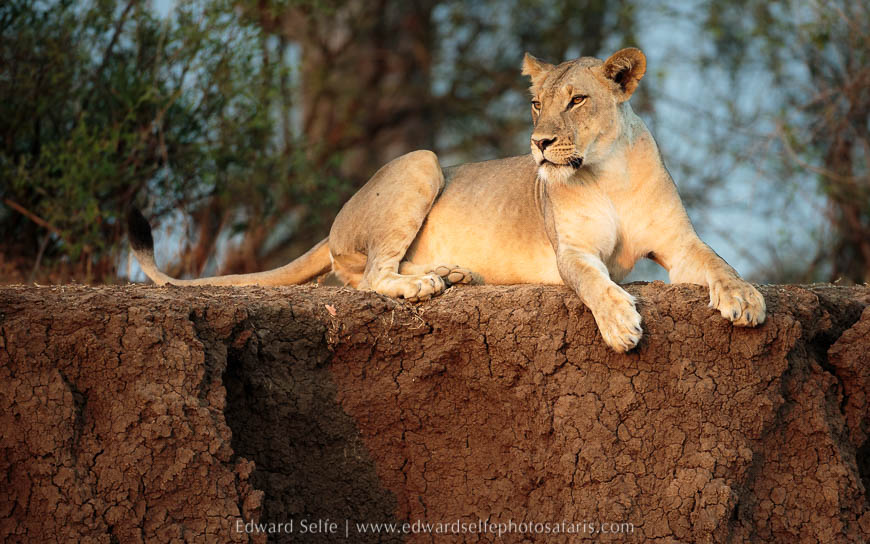 Wildlife image from photo safari with edward selfe in south luangwa national park.