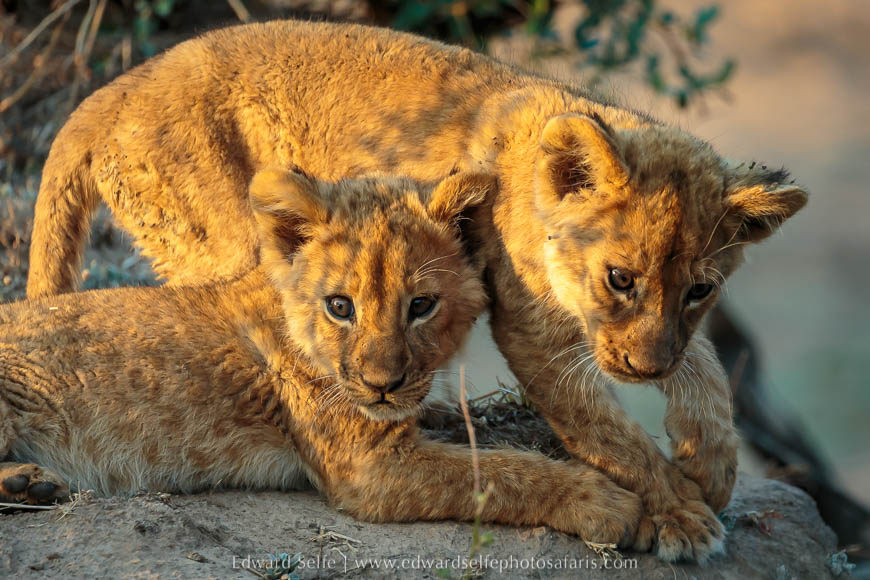 Wildlife image from a photo safari with edward selfe.