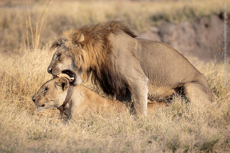 A pair of mating lions in South Luangwa National Park.