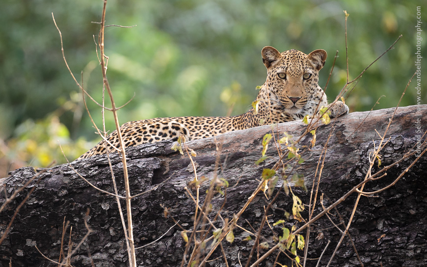 A leopard lounges on a branch near Luambe Camp.