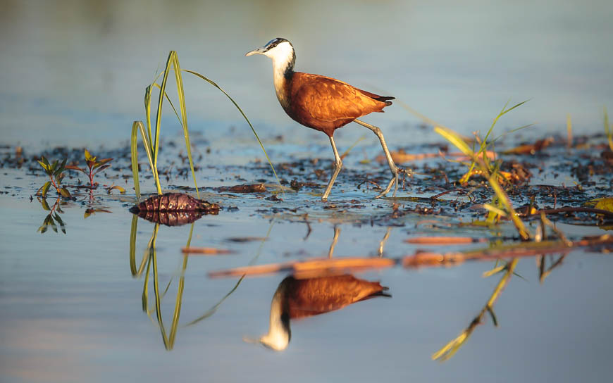 Images of wildlife from photo safari with edward selfe