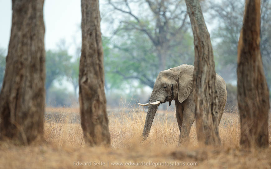 Wildlife image from photo safari with edward selfe in south luangwa national park.