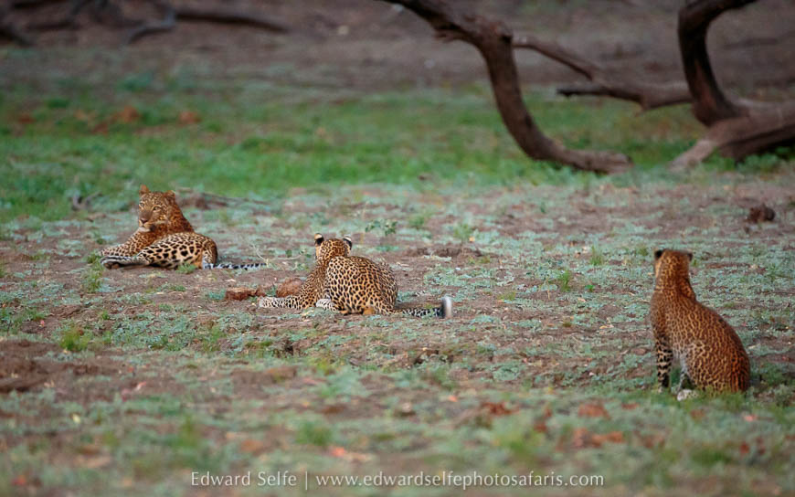 Wildlife image from photo safari with edward selfe.