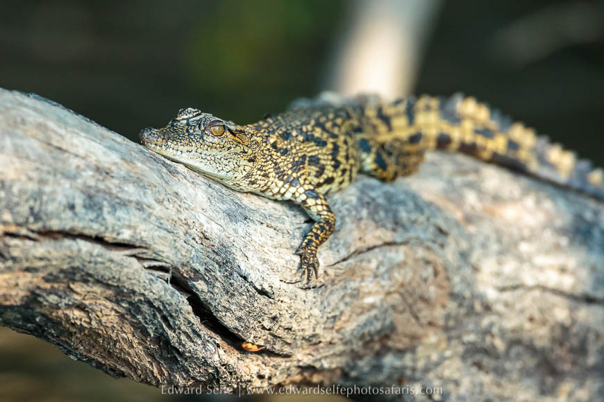 Wildlife image from a photo safari with edward selfe.