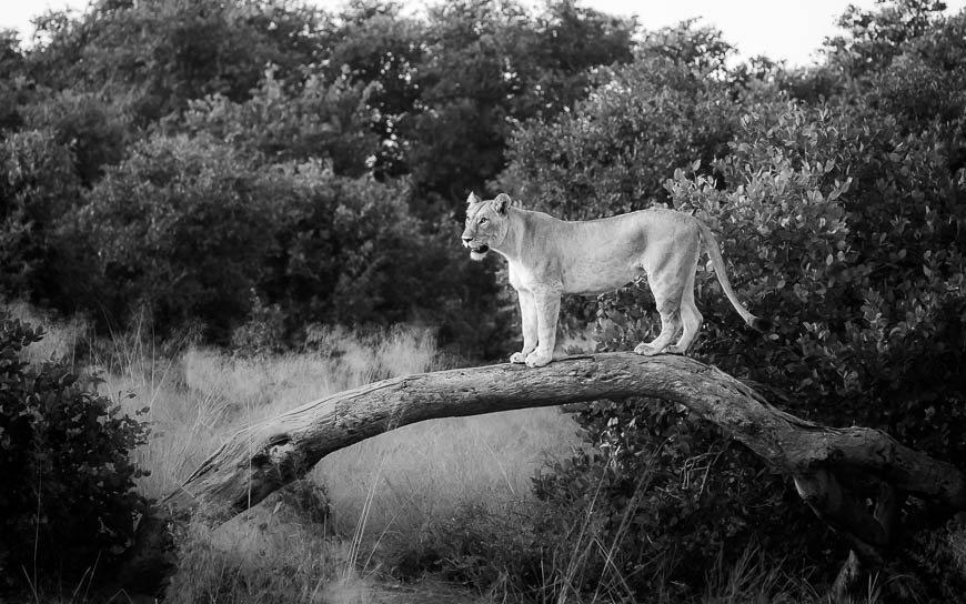 Images of wildlife from photo safari with edward selfe