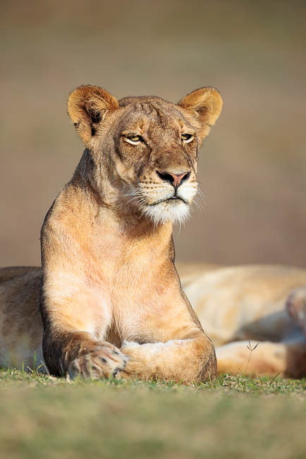 Images of wildlife from photo safari with edward selfe in zambia.