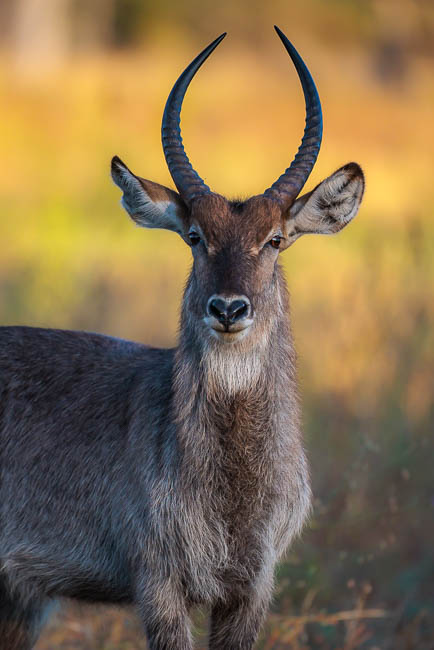 Images of wildlife from photo safari with edward selfe in south luangwa.
