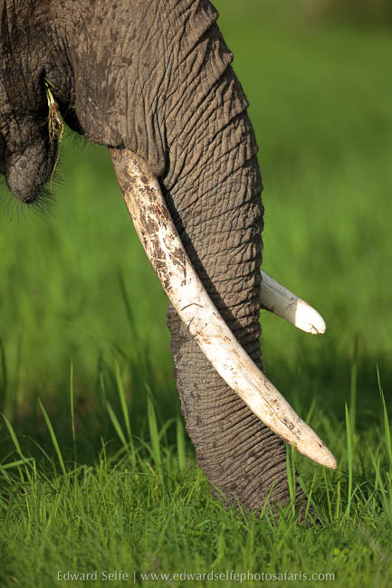 Wildlife image from photo safari with edward selfe in south luangwa national park.