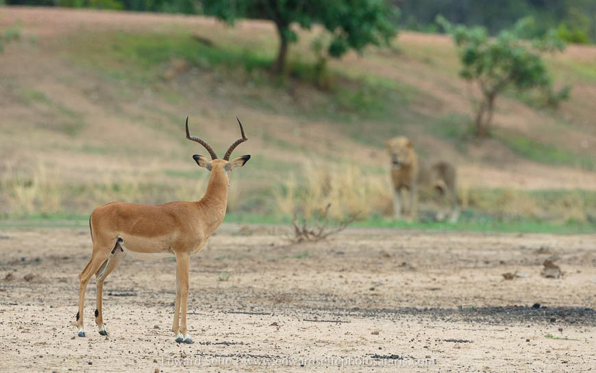 Wildlife image from photo safari with edward selfe in south luangwa national park.