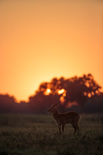 Images of wildlife from photo safari with edward selfe in south luangwa.