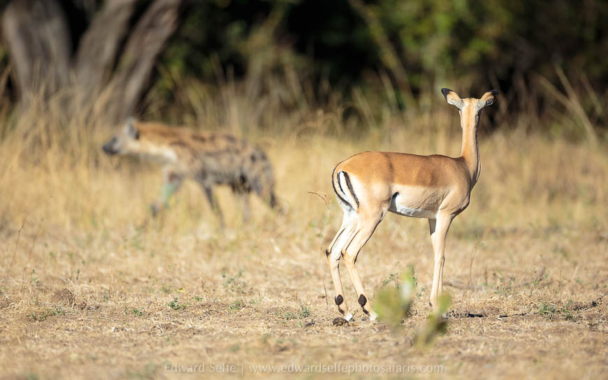 Wildlife image from photo safari with edward selfe in south luangwa national park.