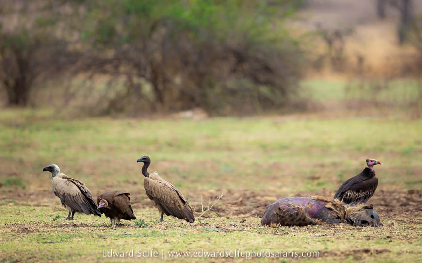 Wildlife image from photo safari with edward selfe.