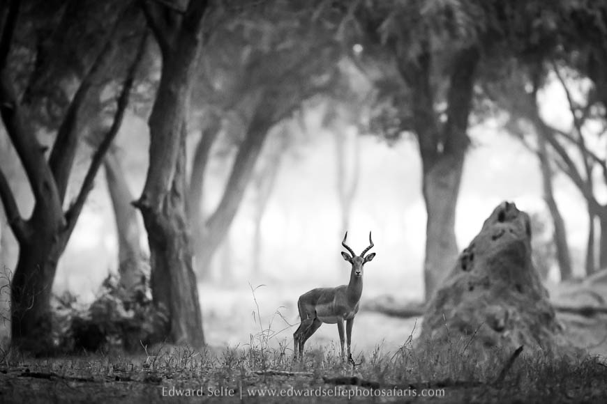 Wildlife image from a photo safari with edward selfe.