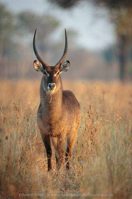 Stunning light on male waterbuck photo safari with edward selfe in south luangwa national park.
