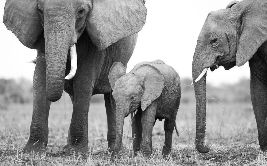 Wildlife image on photo safari with edward selfe in south luangwa national park.