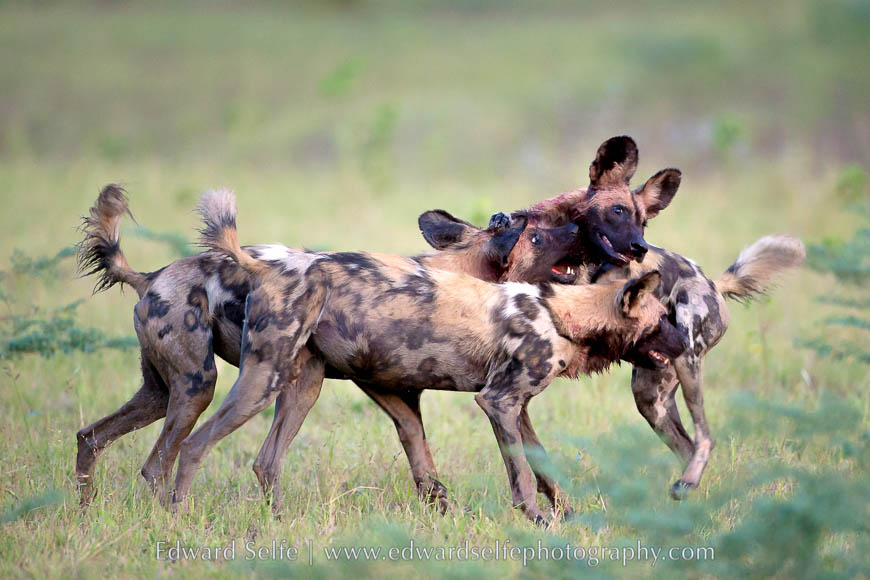 Wild dogs playing in South Luangwa National Park