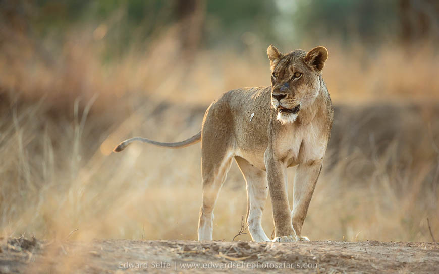 Wildlife image on photo safari with edward selfe in south luangwa national park.