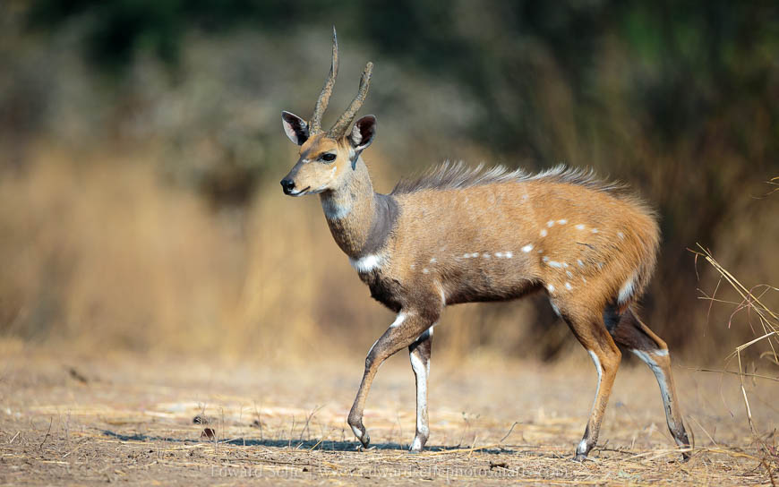 Wildlife image from photo safari with edward selfe in south luangwa national park.