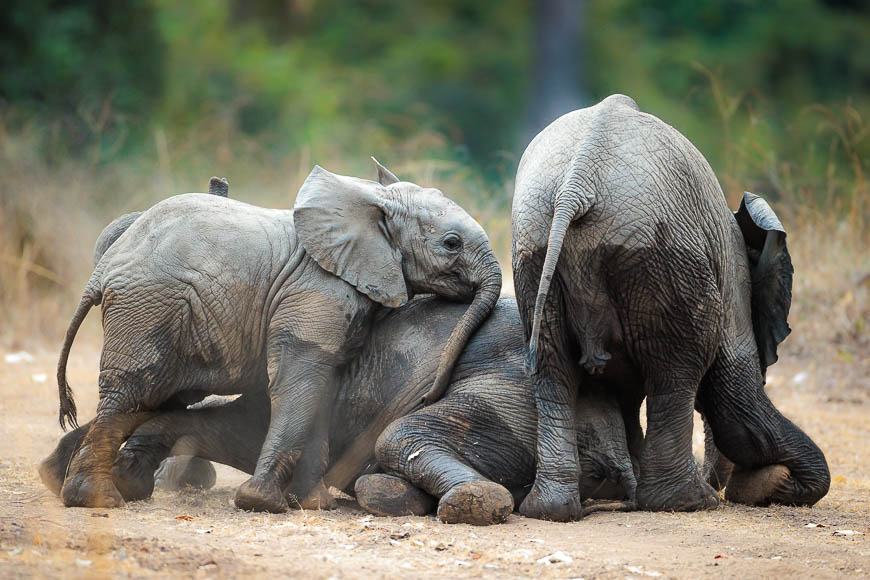 Images of wildlife from photo safari with edward selfe in the nsefu sector.