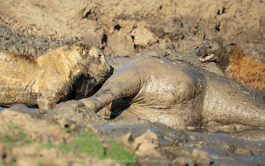 Wildlife image from photo safari with edward selfe.