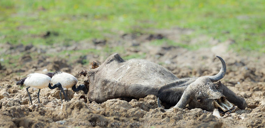 Wildlife image from photo safari with edward selfe in south luangwa national park.