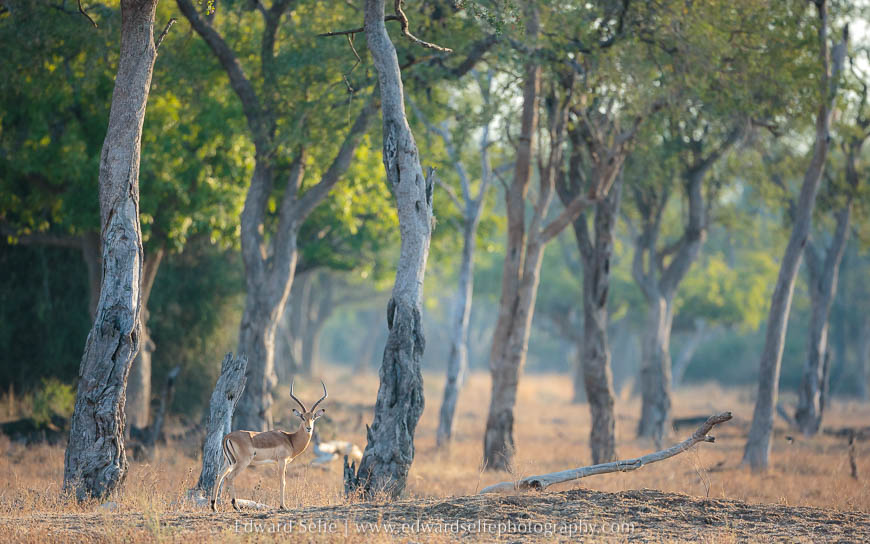 Impala against mature trees on photo safari in south luangwa national park.