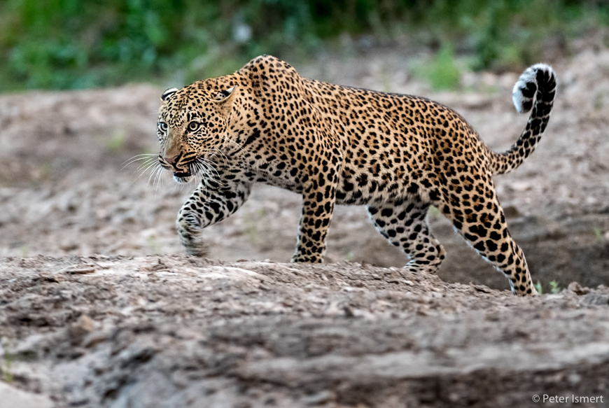 A running leopard in South Luangwa National Park.