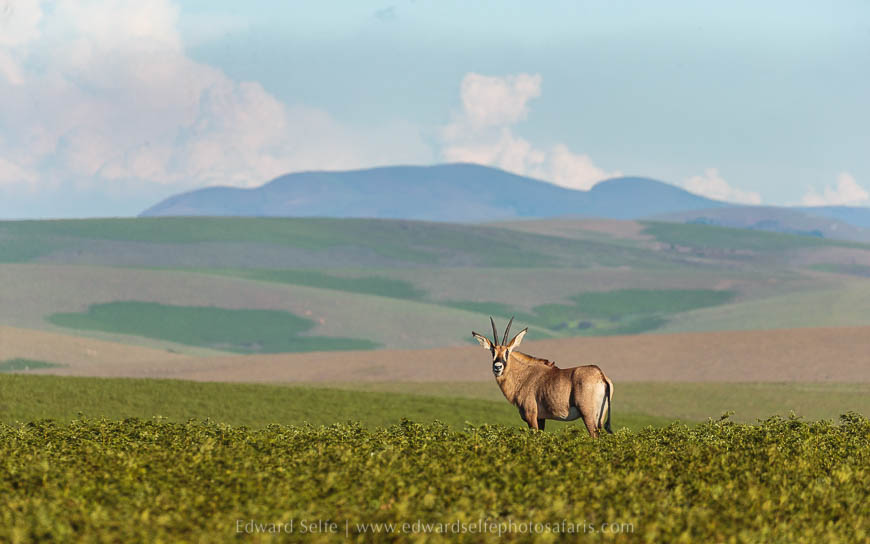 Wildlife image from photo safari with edward selfe safaris.