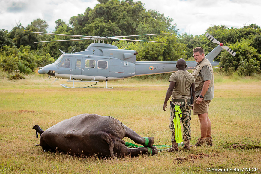 Images of the rescue a wild black rhino and his safe return to north luangwa national park.