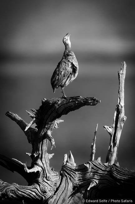 Wildlife image of a bird by edward selfe from photo safari in zambia.