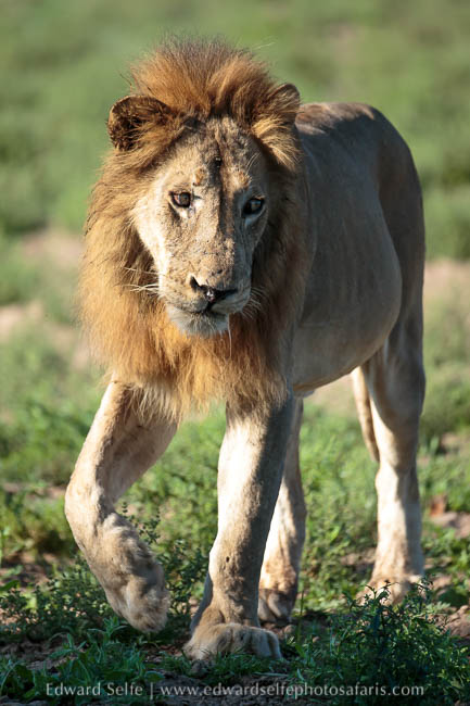 Wildlife image from photo safari with edward selfe.