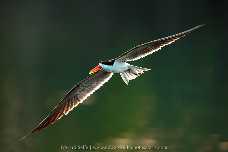 Wildlife image from a photo safari with edward selfe.
