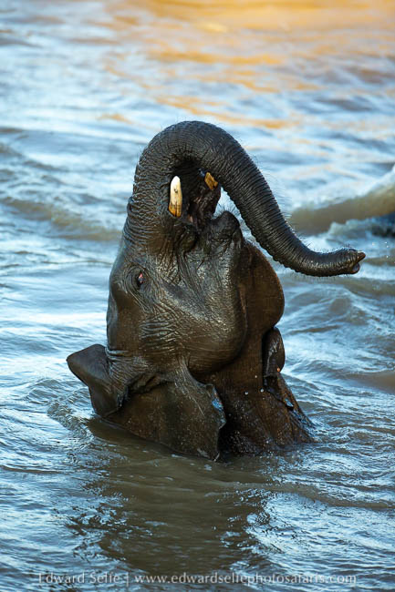 Wildlife image from photo safari with edward selfe.