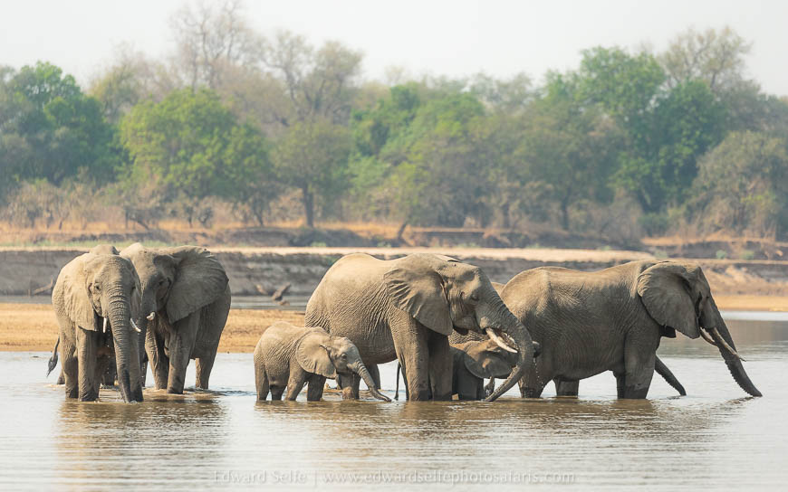 Wildlife image from photo safari with edward selfe in south luangwa national park.