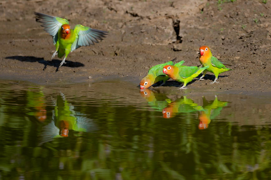 Images of wildlife from photo safari with edward selfe in south luangwa.