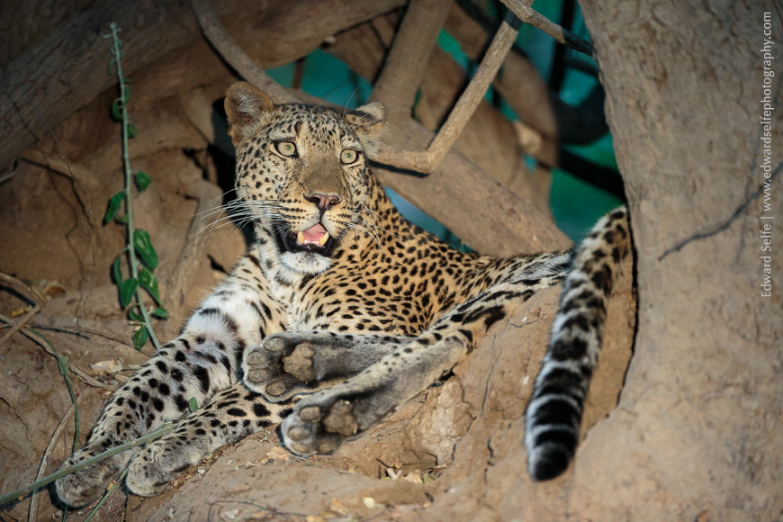 A leopard resting on a termite mound in South Luangwa