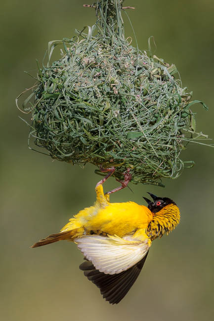 A Village weaver attends to a new nest in the South Luangwa.