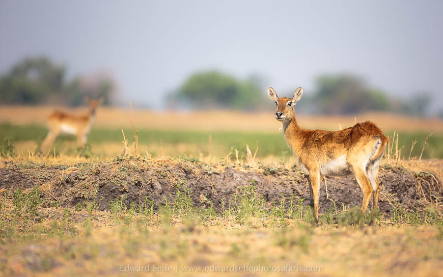 Wildlife image from photo safari with edward selfe safaris.