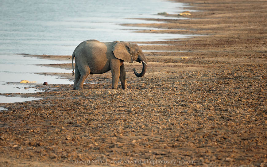 Wildlife image from photo safari with edward selfe in south luangwa national park.
