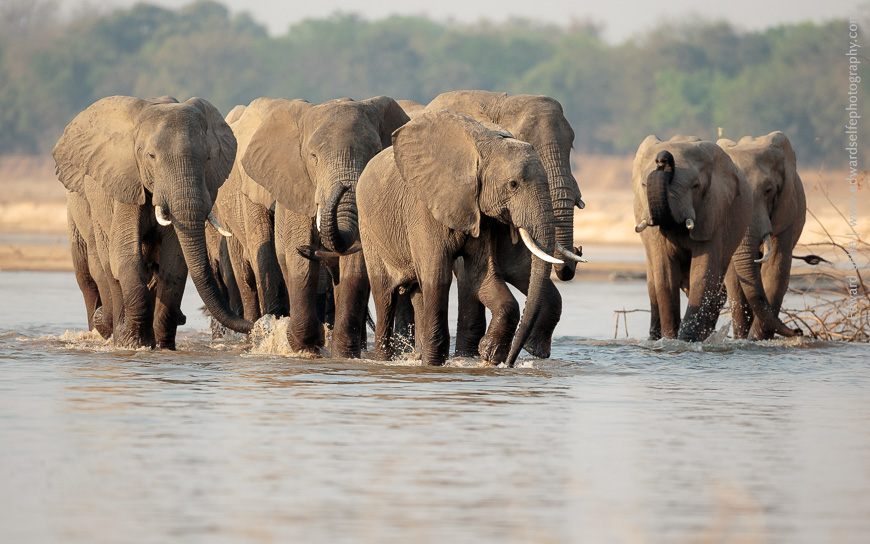 Elephants splash through the shallow Luangwa River in late dry season.
