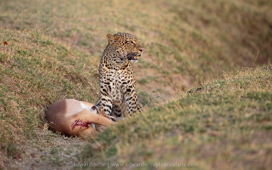 Wildlife image from photo safari with edward selfe in south luangwa national park.