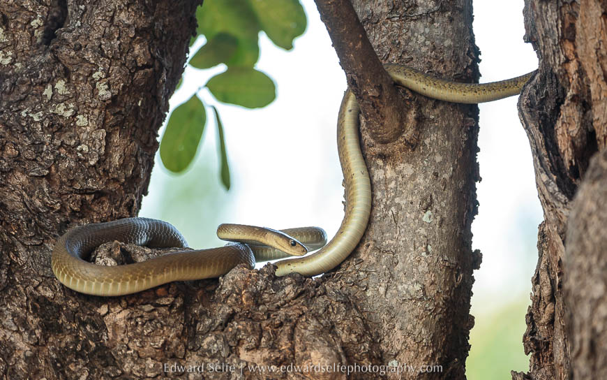 A black mamba on photo safari in South Luangwa National Park.
