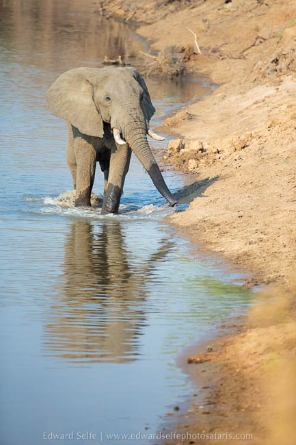Wildlife image from photo safari with edward selfe in south luangwa national park.