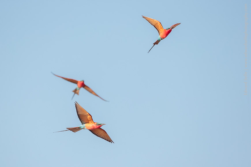 Southern Carmine Bee-eater hawking for insects over the Luangwa River in Zambia.