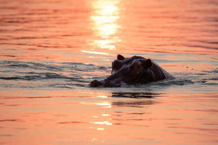 A hippo sunset on photo safari with edward selfe in south luangwa national park.