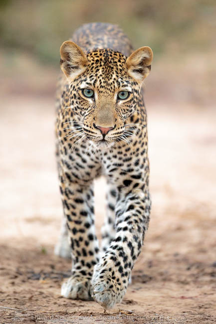 Wildlife image from photo safari with edward selfe in south luangwa national park.