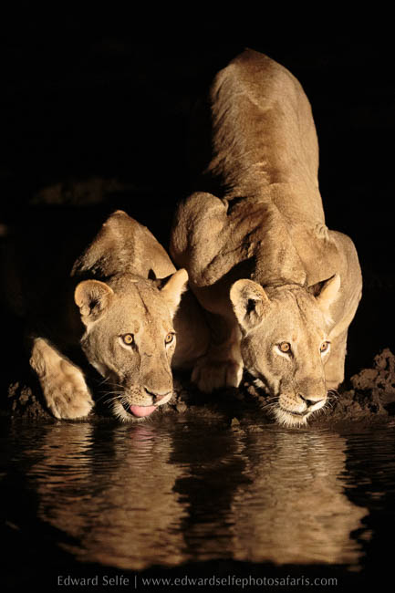 Wildlife image from photo safari with edward selfe in south luangwa national park.